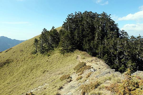 稜線步道進入樹林 稜線步道進入樹林