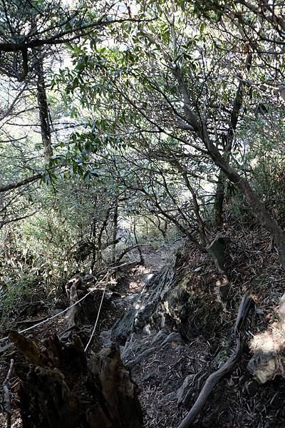 樹林步道3.4K陡下 樹林步道3.4K陡下