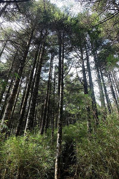 再度進入樹林 再度進入樹林