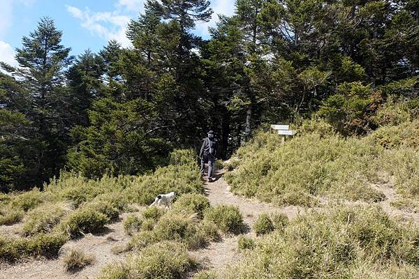 進入樹林 進入樹林