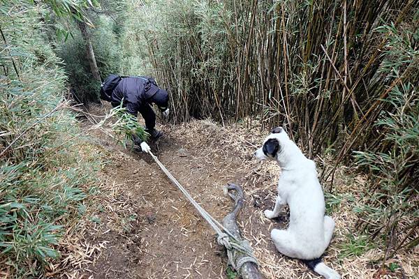 小白在等我們陡下 小白在等我們陡下