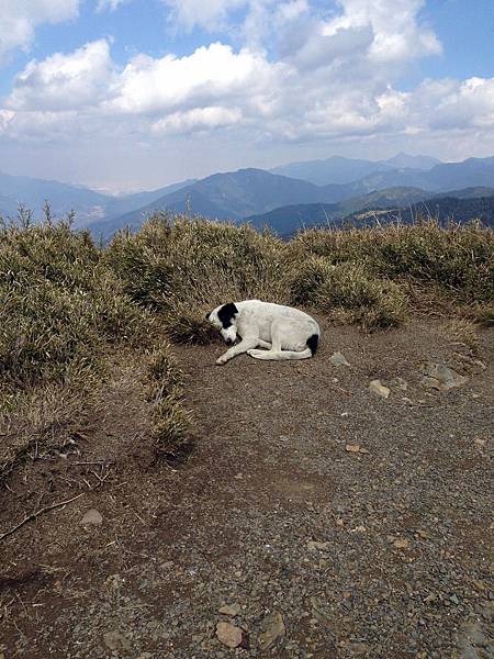 崇山峻嶺中的睡覺小狗 崇山峻嶺中的睡覺小狗