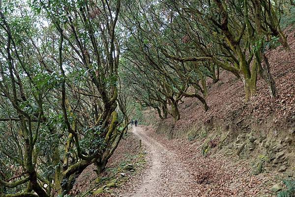 尾寮山步道4K一景 尾寮山步道4K一景