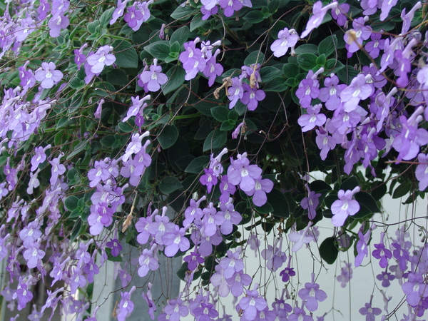 菁芳園 (20).JPG 菁芳園 (20).JPG