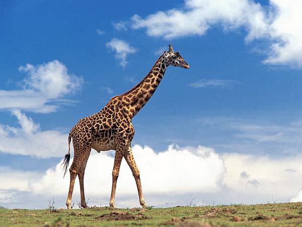 giraffe003