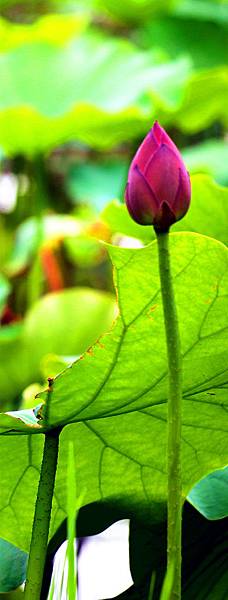 L12A0116-1 L12A0116-1