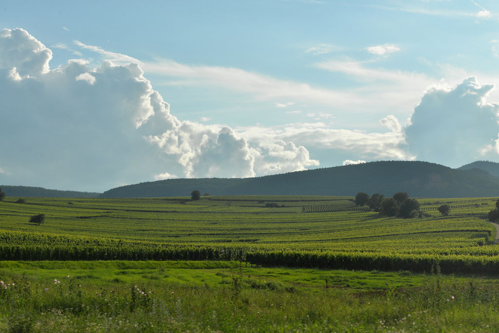 DSC_5430
