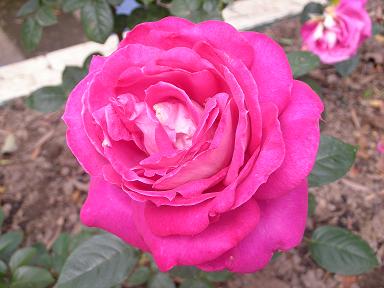 巴龍洛茶 Baronne E de Rothschield2.JPG 巴龍洛茶 Baronne E de Rothschield2.JPG