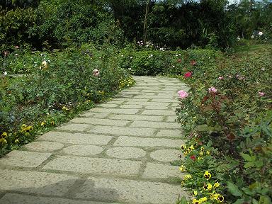 玫瑰花園1.JPG 玫瑰花園1.JPG
