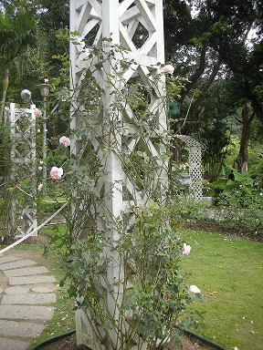 玫瑰花園2.JPG 玫瑰花園2.JPG