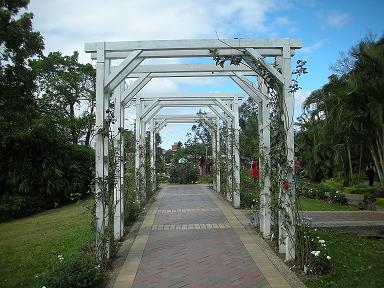 玫瑰花園3.JPG 玫瑰花園3.JPG