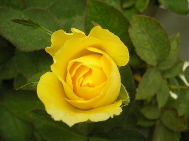 柔美之黃Mellow Yellow2.JPG 柔美之黃Mellow Yellow2.JPG