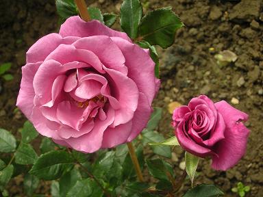 驚藍 shocking blue2.JPG 驚藍 shocking blue2.JPG