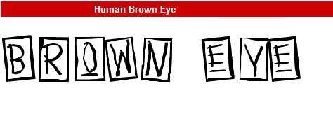 字型:Human Brown Eye