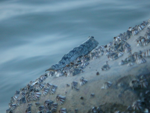 DSC02500_resize.JPG DSC02500_resize.JPG