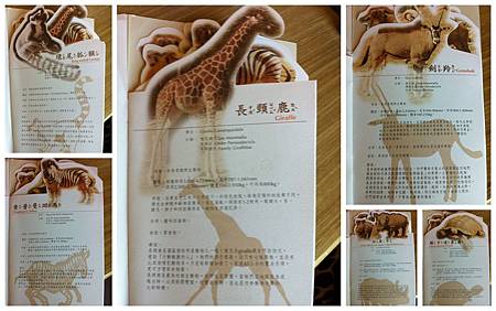 比較有感情的動物 比較有感情的動物