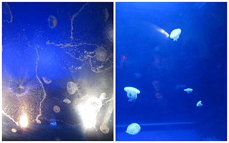 水母章魚傻傻分不清 水母章魚傻傻分不清