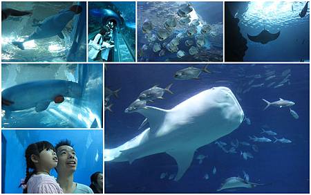 海底世界 海底世界