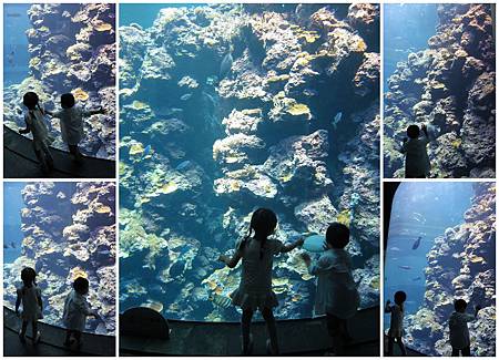 寶貝看珊瑚 寶貝看珊瑚
