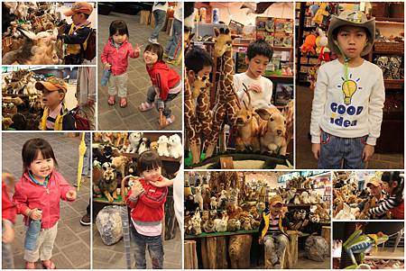 動物世界 動物世界