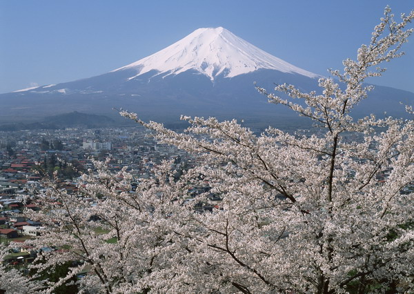 サクラと富士山.jpg サクラと富士山.jpg