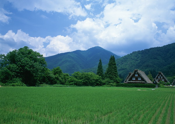 田圃.jpg 田圃.jpg