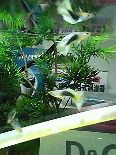 黃尾禮服游阿游