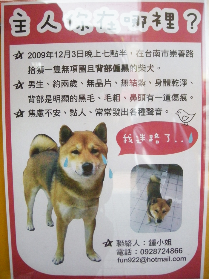 柴找主人.jpg 柴找主人.jpg