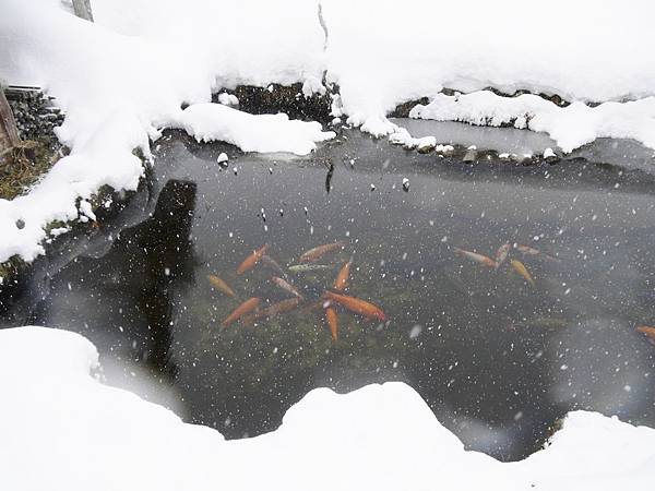 P1000240 (1280x960) P1000240 (1280x960)