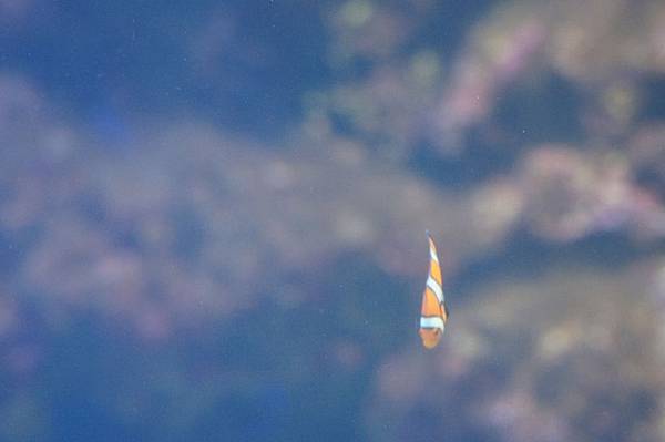 DSC08730 (複製) DSC08730 (複製)