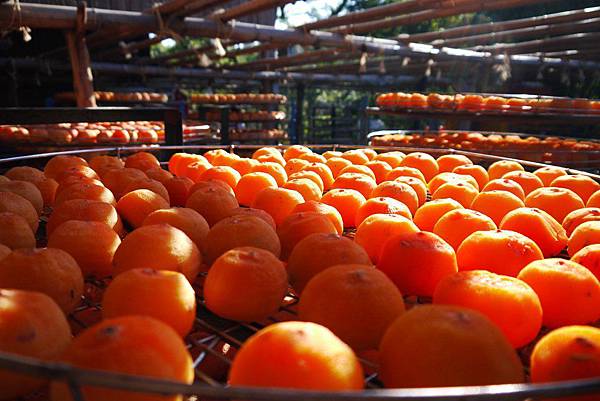 P1240216.JPG P1240216.JPG