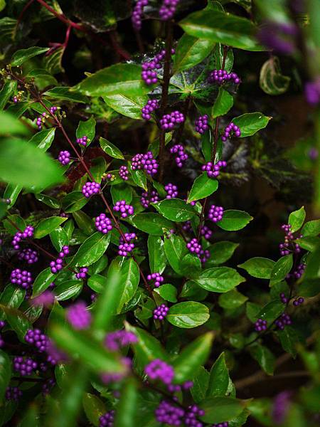 P1300838.JPG P1300838.JPG