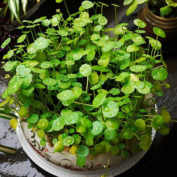 P1300846.JPG P1300846.JPG