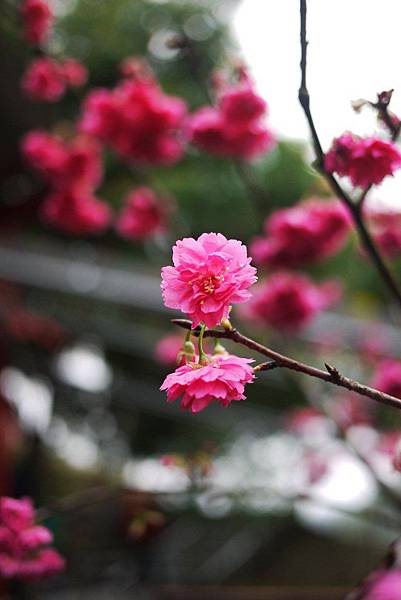 P1330338.JPG P1330338.JPG