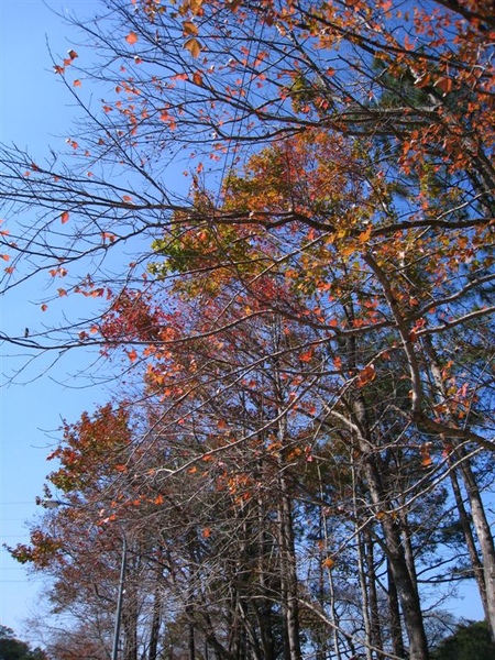 北橫 004.jpg 北橫 004.jpg