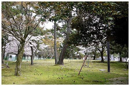 P1440888 (1) 奈良~奈良公園.jpg