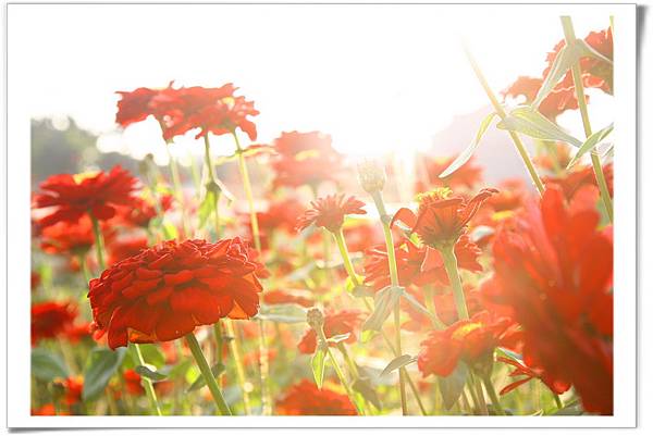 IMG_9539n_resize IMG_9539n_resize