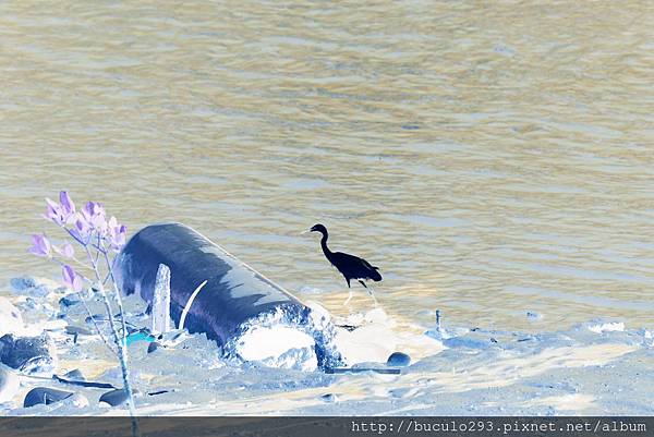 八里秋日風情 443