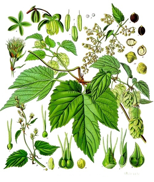 Humulus_lupulus_-_K&ouml;hler&ndash;s_Medizinal-Pflanzen-072