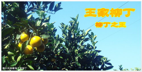 王家柳丁.jpg 王家柳丁.jpg