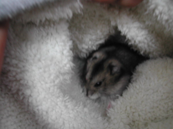 在我的毛帽裡亂鑽＝　＝＂