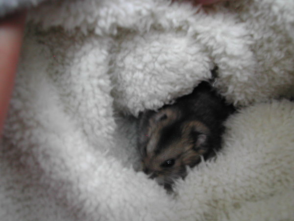 臭焦糖～～還鑽！（明明就很樂！