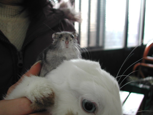 仰天？　哈哈！焦糖是霸主～～