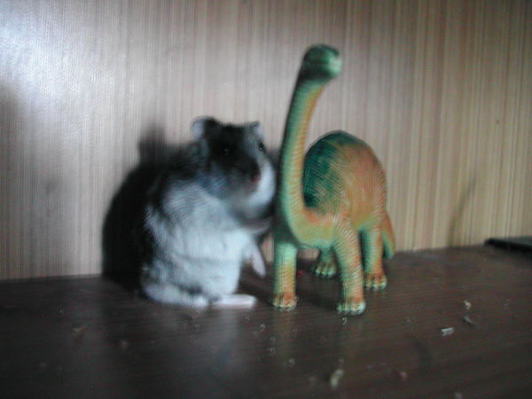 糖糖和第一任老婆照ˇˇ