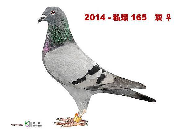 名加M1-19-2014-私環165    灰母