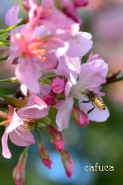 2011北投櫻花-8.jpg 2011北投櫻花-8.jpg