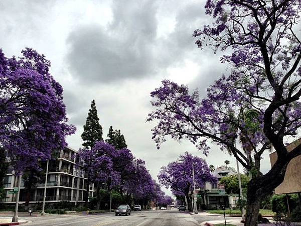 jacaranda tree 2