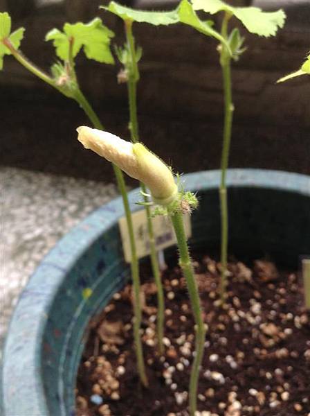 IMG_1156 (Medium) IMG_1156 (Medium)