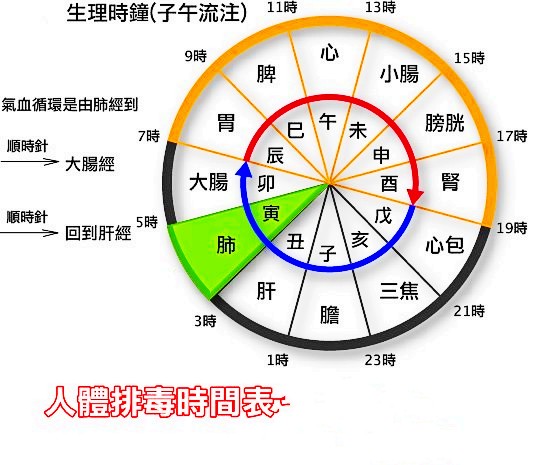 人體排毒時間