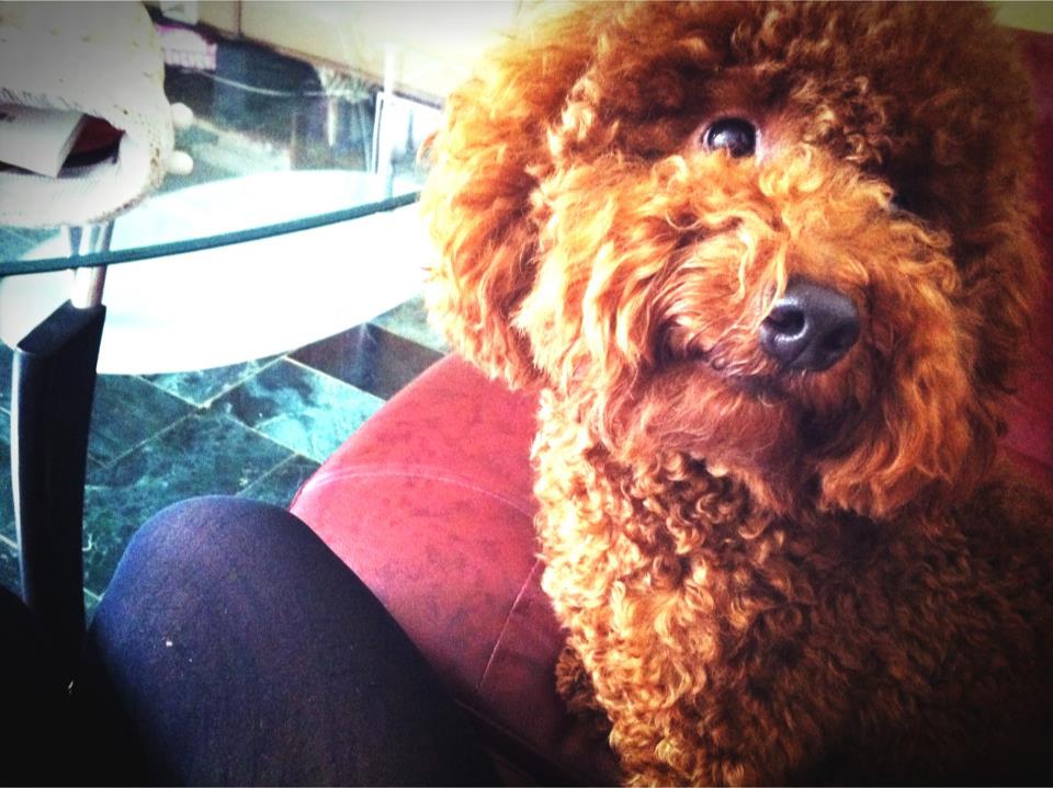 382033_577908232224964_324793163_n